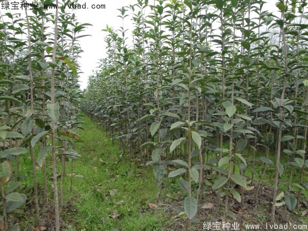 <a href='http://zishuwang.com.cn/linmuzhongzi/1768.html' target='_blank'>桂花種子</a>
