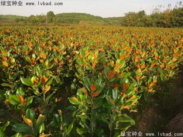 廣<a href='http://zishuwang.com.cn/linmuzhongzi/1813.html' target='_blank'>玉蘭種子</a>