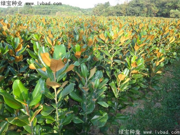 廣<a href='http://zishuwang.com.cn/linmuzhongzi/1813.html' target='_blank'>玉蘭種子</a>