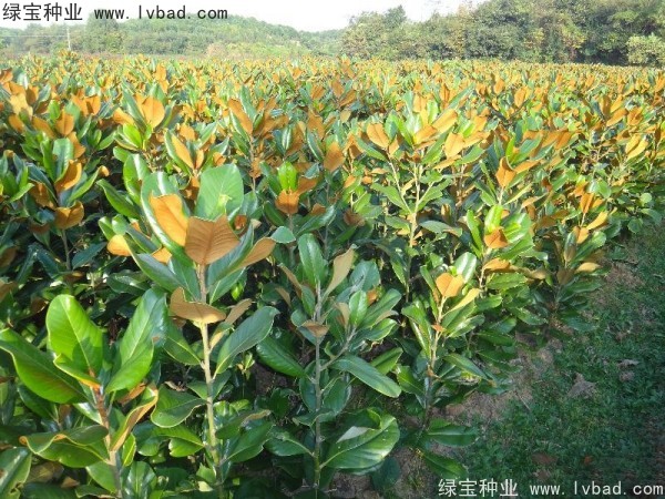 <a href='http://zishuwang.com.cn/linmuzhongzi/1770.html' target='_blank'>廣玉蘭種子</a>