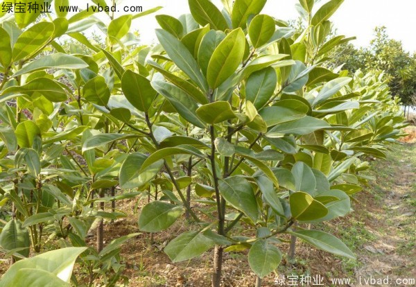 <a href='http://zishuwang.com.cn/linmuzhongzi/1770.html' target='_blank'>廣玉蘭種子</a>