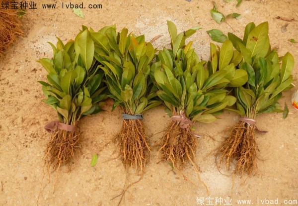 <a href='http://zishuwang.com.cn/linmuzhongzi/1770.html' target='_blank'>廣玉蘭種子</a>