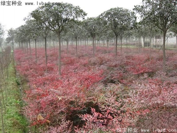 <a href='http://zishuwang.com.cn/linmuzhongzi/1772.html' target='_blank'>南天竹種子</a>