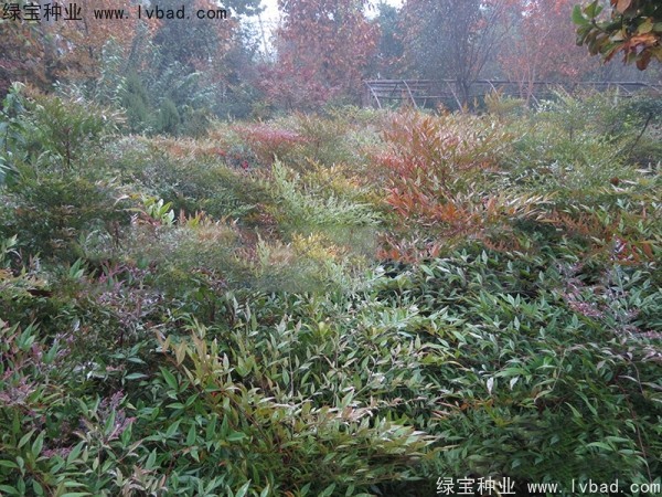 <a href='http://zishuwang.com.cn/linmuzhongzi/1772.html' target='_blank'>南天竹種子</a>