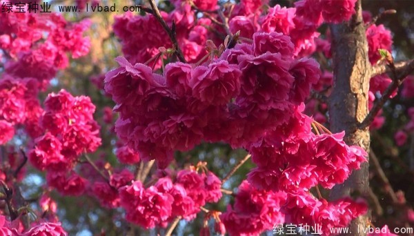 櫻花<a href='http://zishuwang.com.cn/' target='_blank'>種子</a>