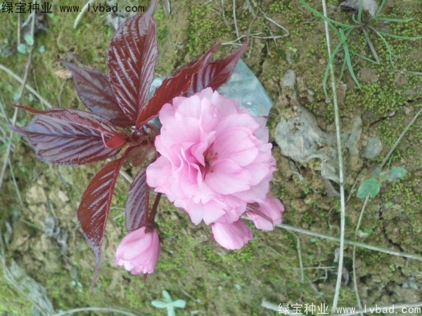 <a href='http://zishuwang.com.cn/linmuzhongzi/1777.html' target='_blank'>櫻花種子</a>