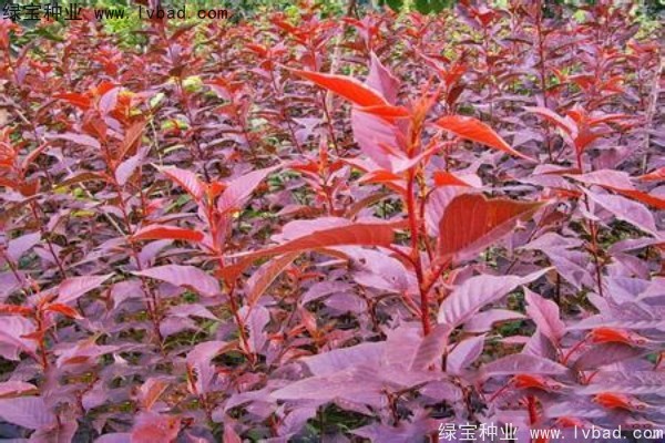 <a href='http://zishuwang.com.cn/linmuzhongzi/1777.html' target='_blank'>櫻花種子</a>