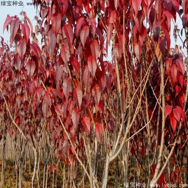 櫻花<a href='http://zishuwang.com.cn/' target='_blank'>種子</a>