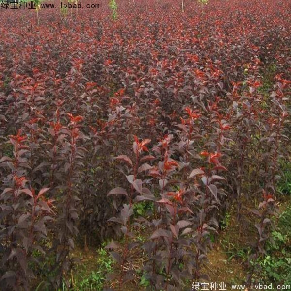 <a href='http://zishuwang.com.cn/linmuzhongzi/1777.html' target='_blank'>櫻花種子</a>