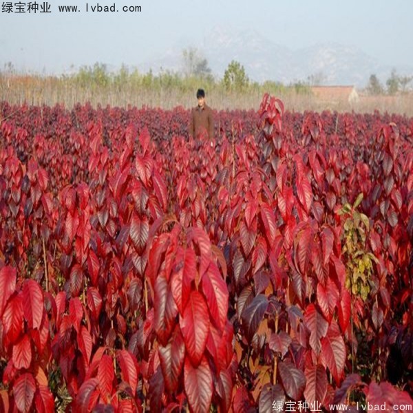 櫻花<a href='http://zishuwang.com.cn/' target='_blank'>種子</a>