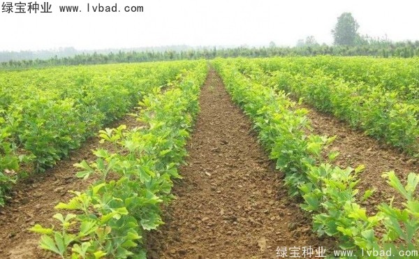 <a href='http://zishuwang.com.cn/linmuzhongzi/1778.html' target='_blank'>銀杏種子</a>