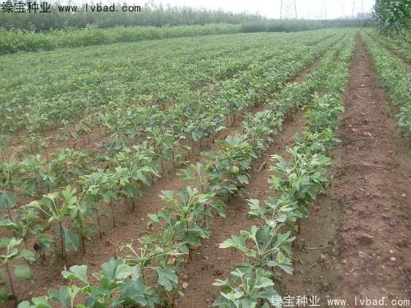 銀杏<a href='http://zishuwang.com.cn/' target='_blank'>種子</a>