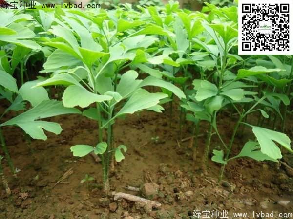 <a href='http://zishuwang.com.cn/linmuzhongzi/1778.html' target='_blank'>銀杏種子</a>