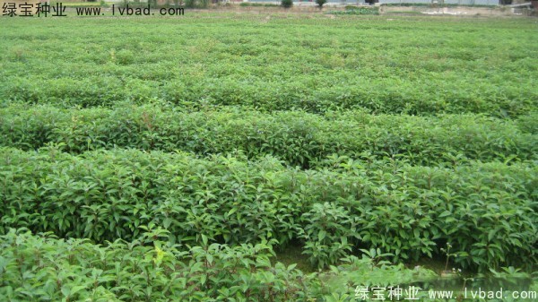 香樟樹<a href='http://zishuwang.com.cn/' target='_blank'>種子</a>