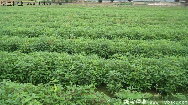 香樟樹<a href='http://zishuwang.com.cn/' target='_blank'>種子</a>