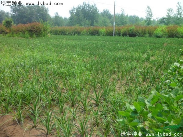 劍麻<a href='http://zishuwang.com.cn/' target='_blank'>種子</a>