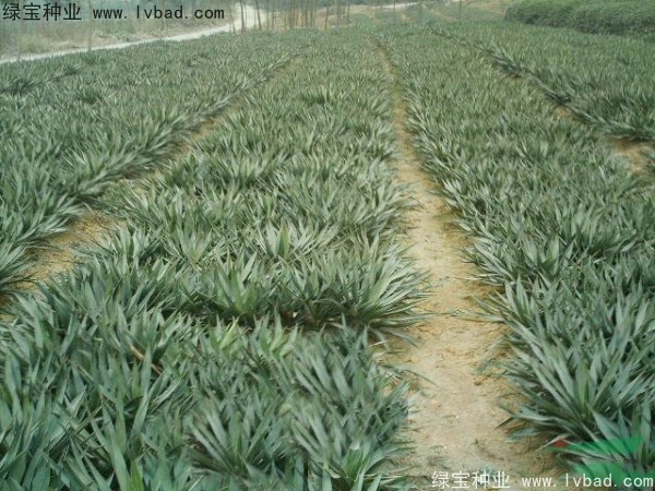 <a href='http://zishuwang.com.cn/linmuzhongzi/1783.html' target='_blank'>劍麻種子</a>