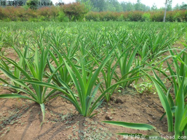 <a href='http://zishuwang.com.cn/linmuzhongzi/1783.html' target='_blank'>劍麻種子</a>