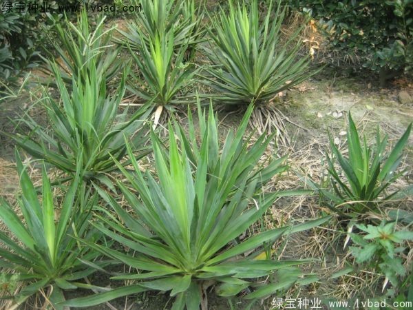 劍麻<a href='http://zishuwang.com.cn/' target='_blank'>種子</a>