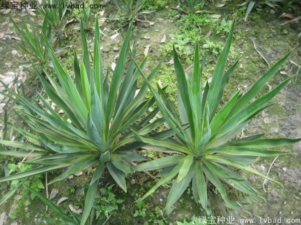 劍麻<a href='http://zishuwang.com.cn/' target='_blank'>種子</a>
