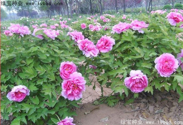 <a href='http://zishuwang.com.cn/linmuzhongzi/1785.html' target='_blank'>牡丹種子</a>