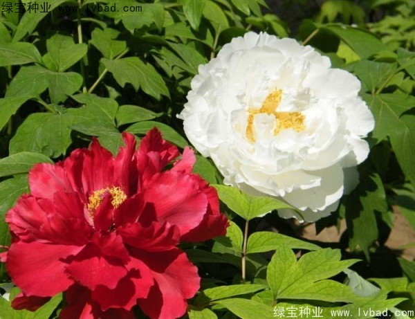 牡丹<a href='http://zishuwang.com.cn/' target='_blank'>種子</a>