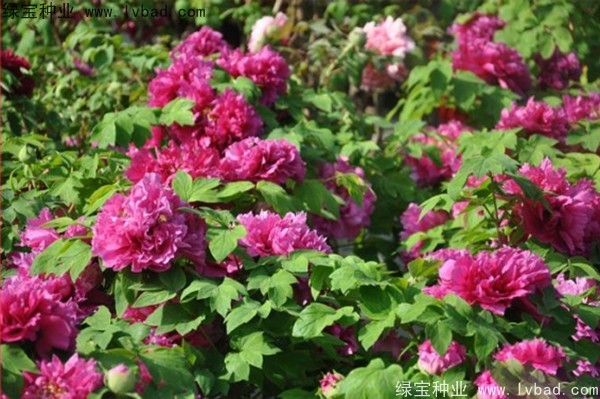 <a href='http://zishuwang.com.cn/linmuzhongzi/1785.html' target='_blank'>牡丹種子</a>