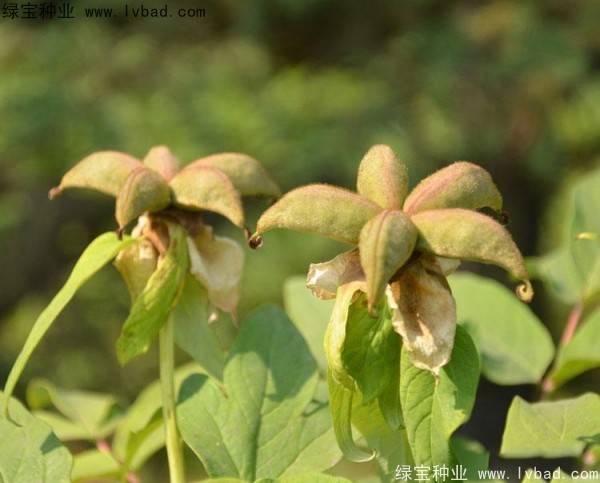 牡丹<a href='http://zishuwang.com.cn/' target='_blank'>種子</a>