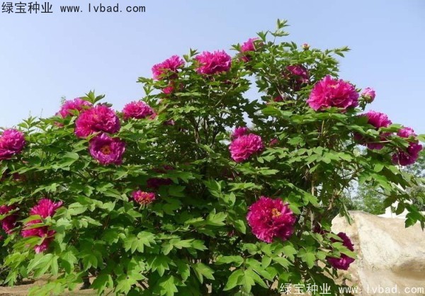 <a href='http://zishuwang.com.cn/linmuzhongzi/1785.html' target='_blank'>牡丹種子</a>