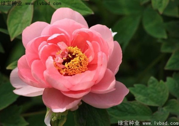 牡丹<a href='http://zishuwang.com.cn/' target='_blank'>種子</a>