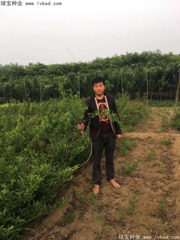<a href='http://zishuwang.com.cn/linmuzhongzi/1787.html' target='_blank'>連翹種子</a>
