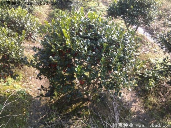 <a href='http://zishuwang.com.cn/linmuzhongzi/1797.html' target='_blank'>枸骨</a><a href='http://zishuwang.com.cn/' target='_blank'>種子</a>