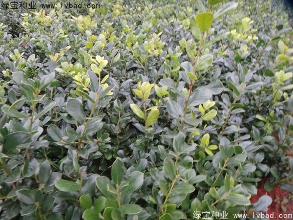 <a href='http://zishuwang.com.cn/linmuzhongzi/1797.html' target='_blank'>枸骨種子</a>