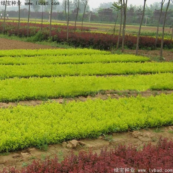 <a href='http://zishuwang.com.cn/linmuzhongzi/1804.html' target='_blank'>金葉女貞種子</a>