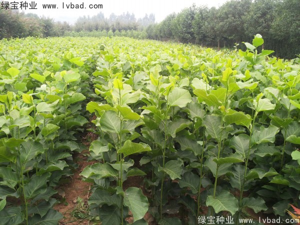 <a href='http://zishuwang.com.cn/linmuzhongzi/1813.html' target='_blank'>玉蘭種子</a>
