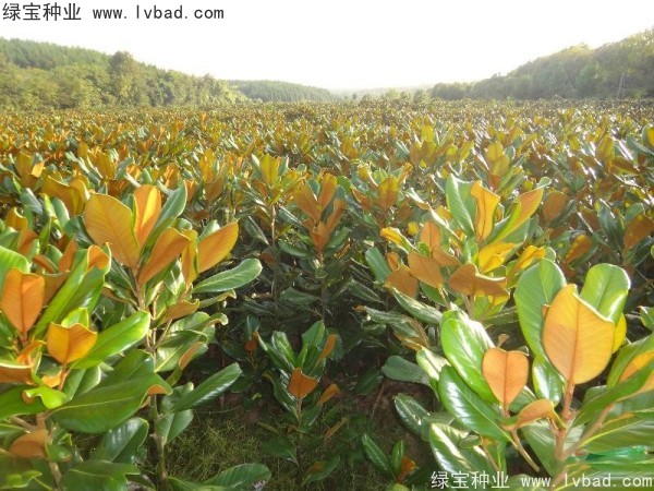 玉蘭<a href='http://zishuwang.com.cn/' target='_blank'>種子</a>