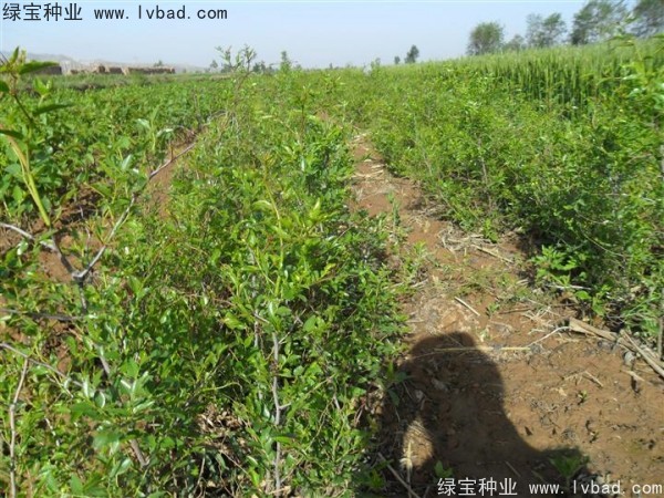 <a href='http://zishuwang.com.cn/linmuzhongzi/1814.html' target='_blank'>棗樹</a>