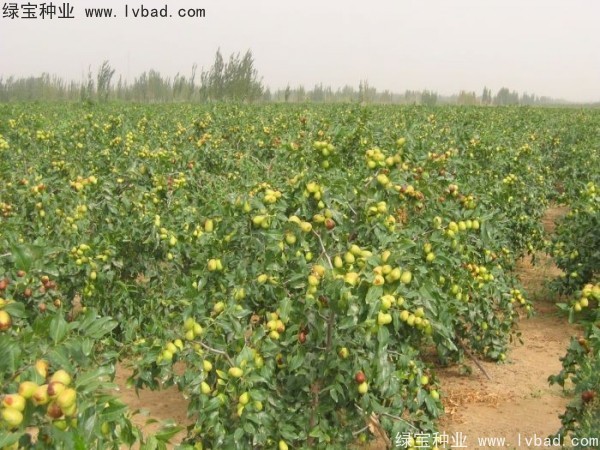 <a href='http://zishuwang.com.cn/linmuzhongzi/1814.html' target='_blank'>棗樹</a>