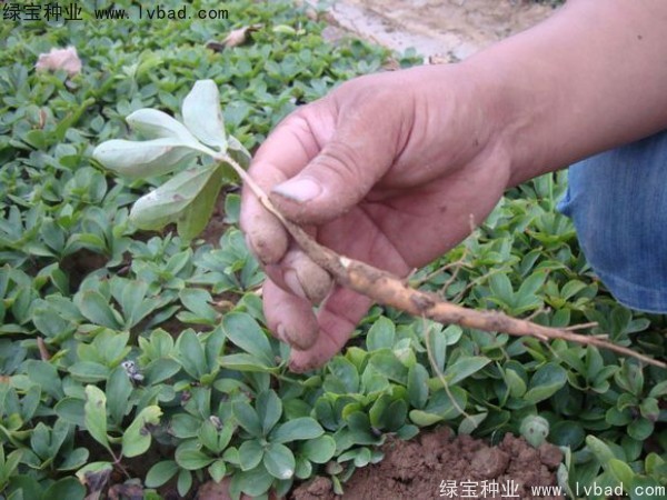 <a href='http://zishuwang.com.cn/linmuzhongzi/1830.html' target='_blank'>芍藥種子</a>