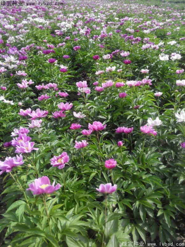 <a href='http://zishuwang.com.cn/linmuzhongzi/1830.html' target='_blank'>芍藥種子</a>