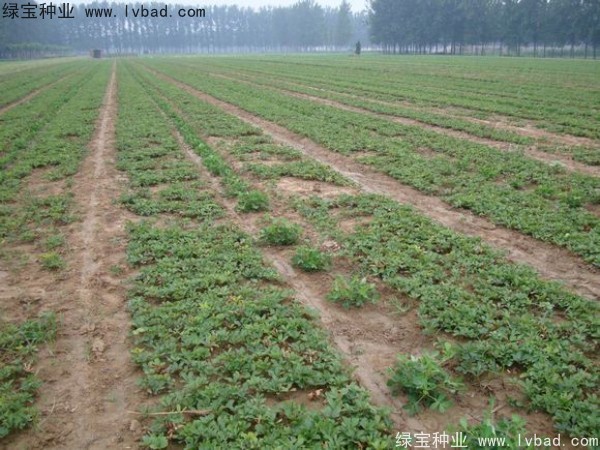<a href='http://zishuwang.com.cn/linmuzhongzi/1830.html' target='_blank'>芍藥種子</a>