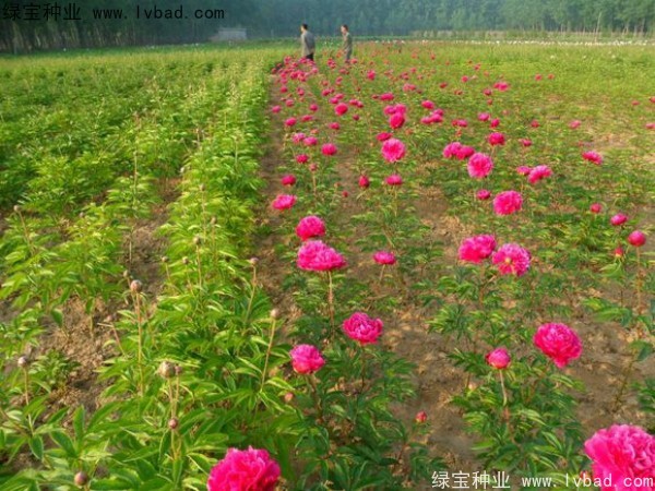 芍藥<a href='http://zishuwang.com.cn/' target='_blank'>種子</a>