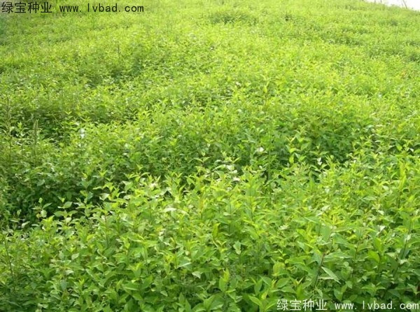 <a href='http://zishuwang.com.cn/linmuzhongzi/1836.html' target='_blank'>白榆種子</a>