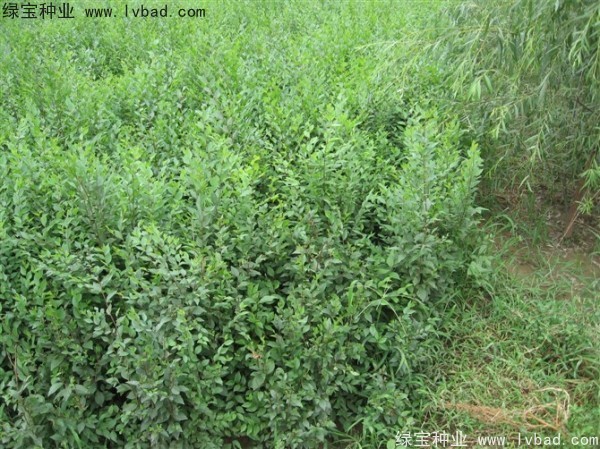 <a href='http://zishuwang.com.cn/linmuzhongzi/1836.html' target='_blank'>白榆種子</a>
