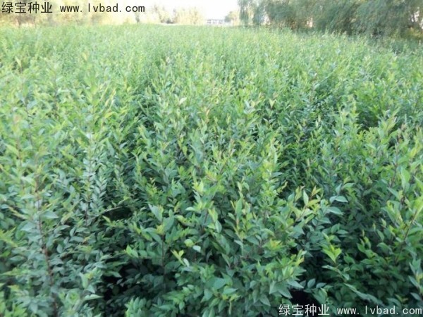白榆<a href='http://zishuwang.com.cn/' target='_blank'>種子</a>