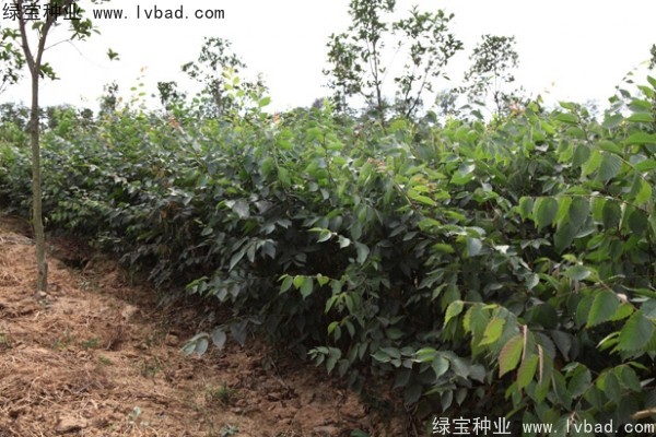 <a href='http://zishuwang.com.cn/linmuzhongzi/1844.html' target='_blank'>櫸樹</a><a href='http://zishuwang.com.cn/' target='_blank'>種子</a>