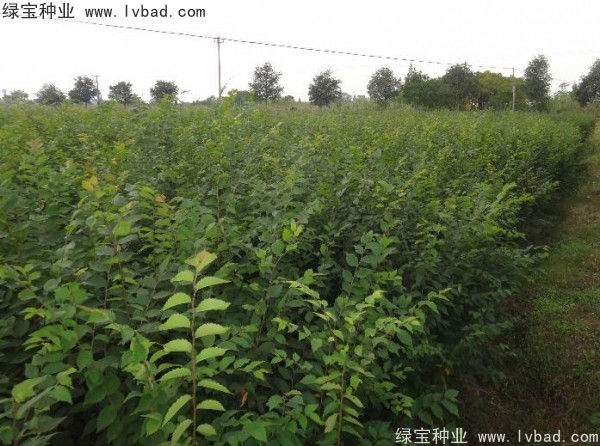 <a href='http://zishuwang.com.cn/linmuzhongzi/1844.html' target='_blank'>櫸樹種子</a>