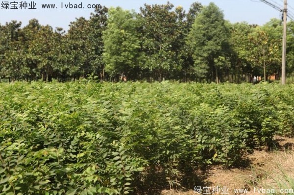 <a href='http://zishuwang.com.cn/linmuzhongzi/1844.html' target='_blank'>櫸樹種子</a>