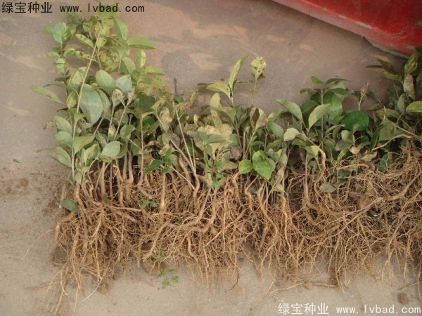 <a href='http://zishuwang.com.cn/linmuzhongzi/1846.html' target='_blank'>流蘇種子</a>