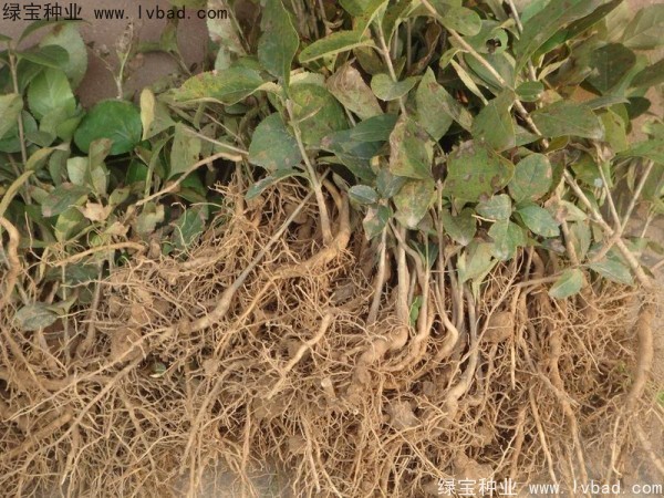 <a href='http://zishuwang.com.cn/linmuzhongzi/1846.html' target='_blank'>流蘇</a><a href='http://zishuwang.com.cn/' target='_blank'>種子</a>